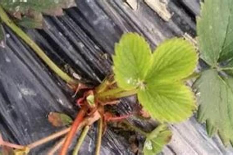 怎样去除菜上的农药残留