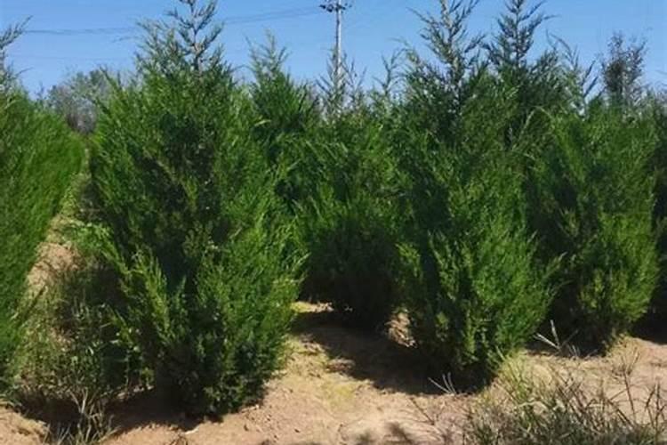 墓地松柏树施什么肥料最好？