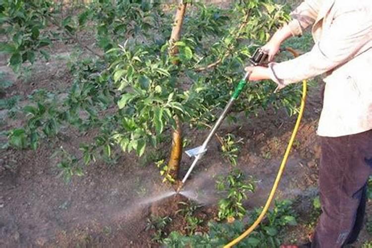 苹果树追肥用什么肥料好