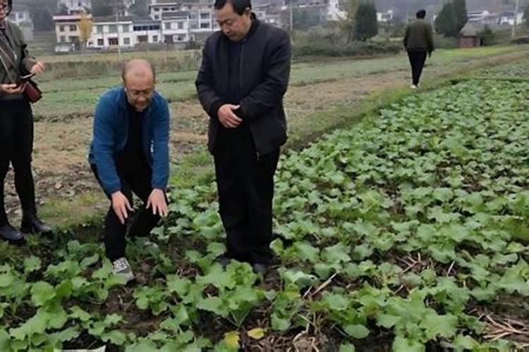 种红薯如何使用钾肥