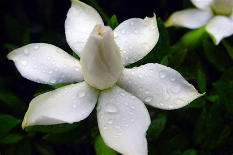 栀子花有花苞该怎么施肥？