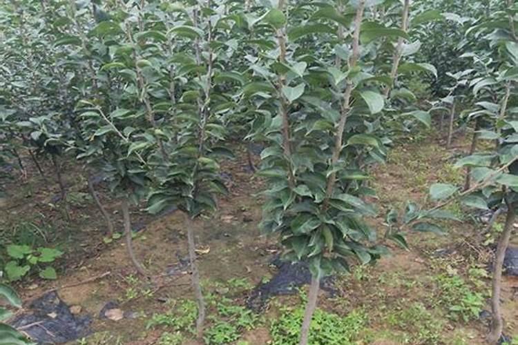 苹果树施肥时间,用什么水溶肥好