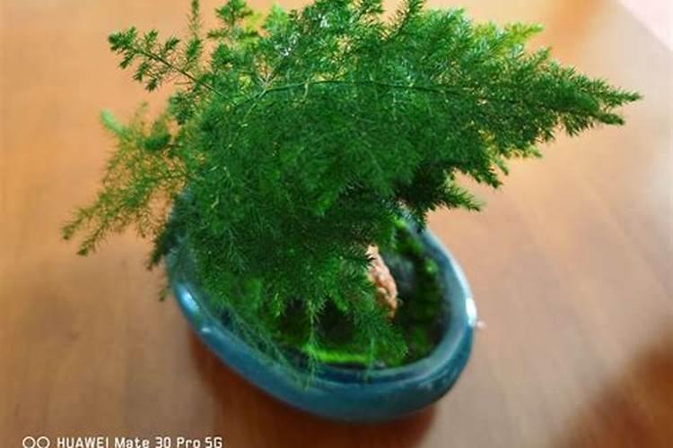 辣椒不同生育期对养分有什么要求？