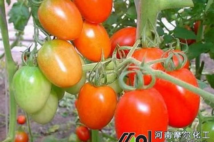 西红柿施什么肥果实膨大快？