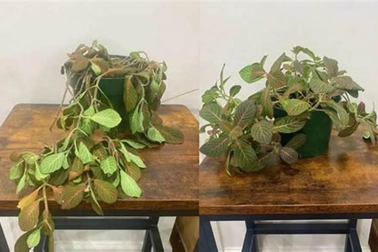 烂干草怎么做肥料