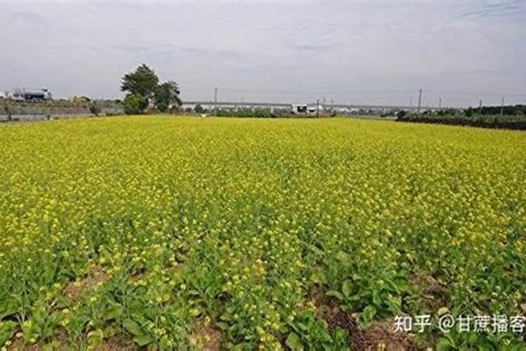 蒲公英施什么肥最好