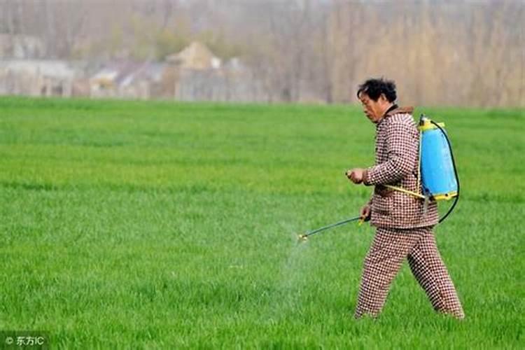 小麦打芸苔素好吗 小麦打芸苔素是否可以