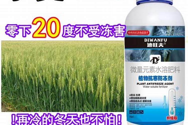 小麦控旺能加芸苔素吗