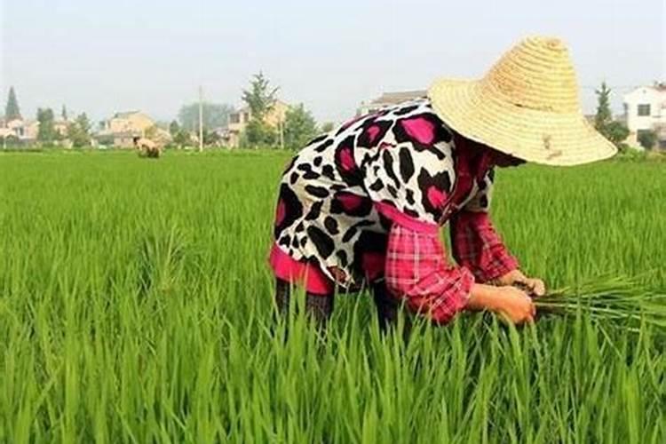 水稻扬花期怕什么