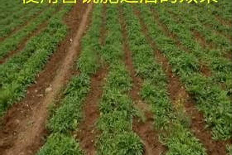 玉米在什么时期追钾肥,钾肥的正确使用方法