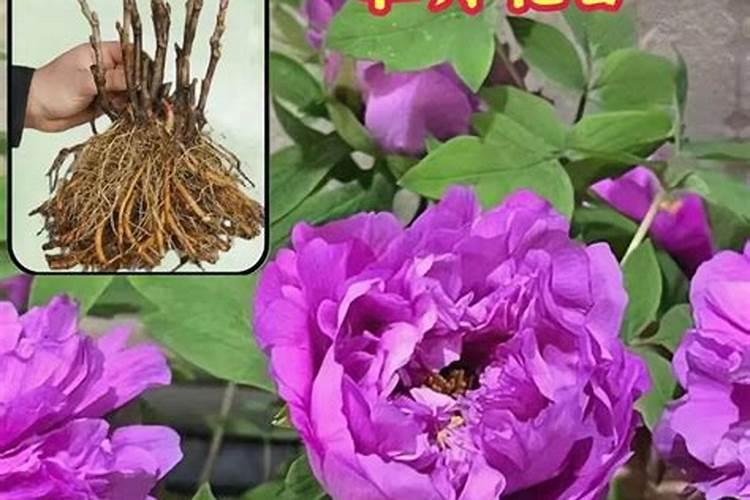 果树催芽什么药最好