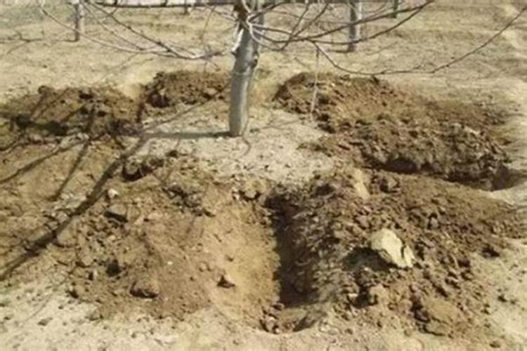 小麦的需肥量和需肥规律是什么？