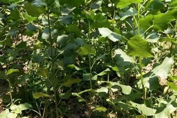 残茶浇花的好处 茶枯可以直接浇花吗