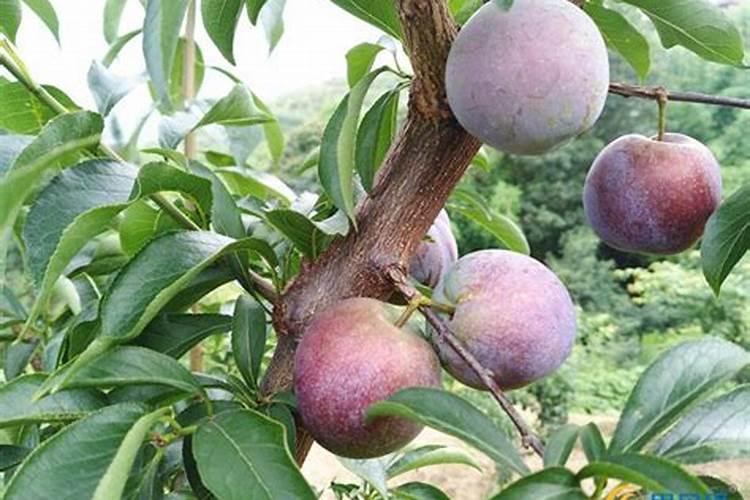 芹菜生吃减肥还是熟吃减肥