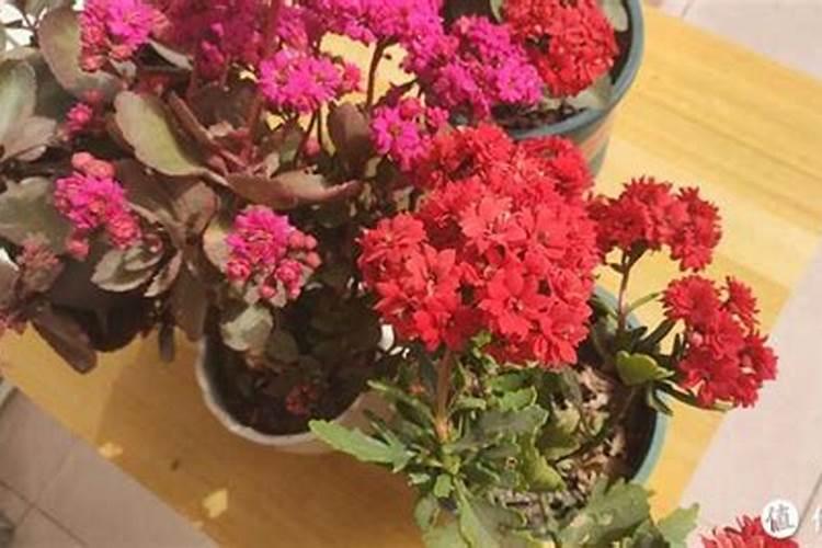 盆栽花卉如何正确使用生物有机肥 使用生物有机肥的方法