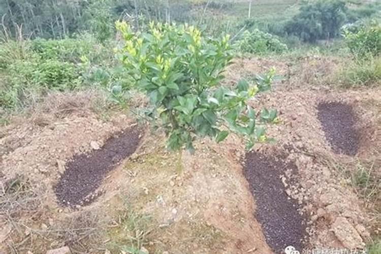 沙糖桔施肥方法及注意事项