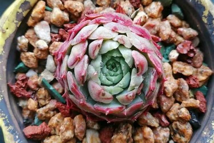 给花浇点神仙水,3天黄叶变绿叶,根壮好过冬!