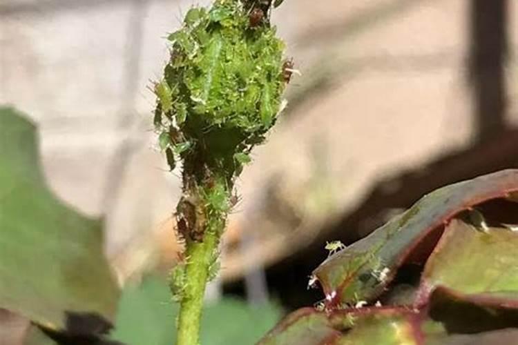 苹果褐斑病特效药有