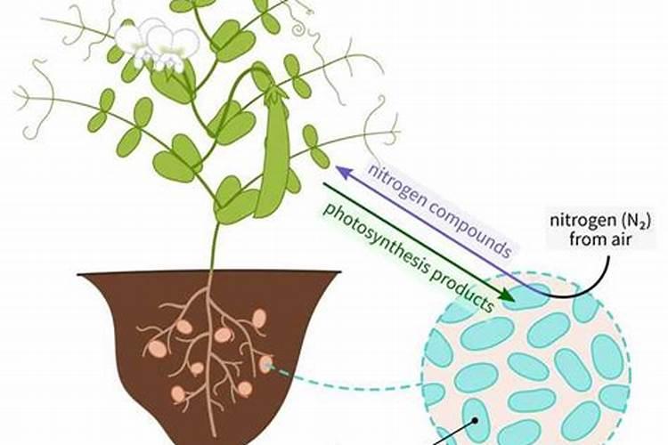 褐斑病用什么杀菌剂好