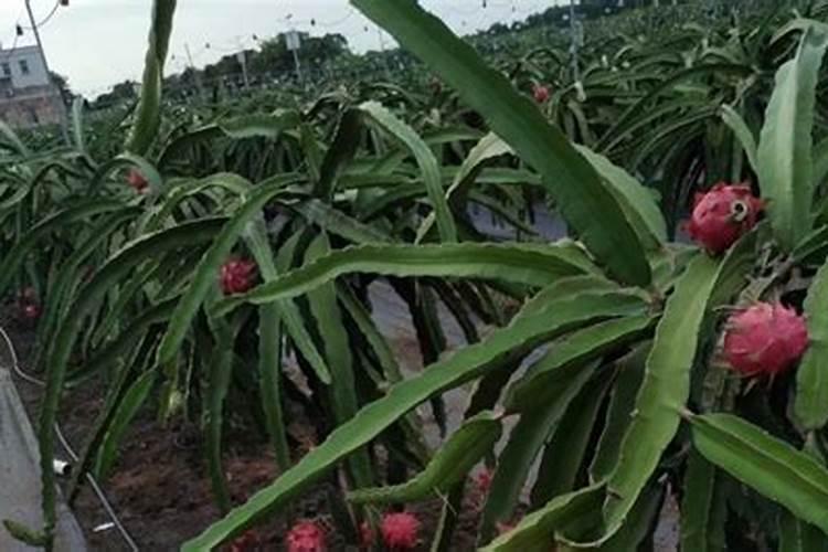 壬菌铜和噻菌铜哪个杀菌效果好