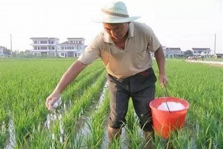 花卉钾肥有哪些