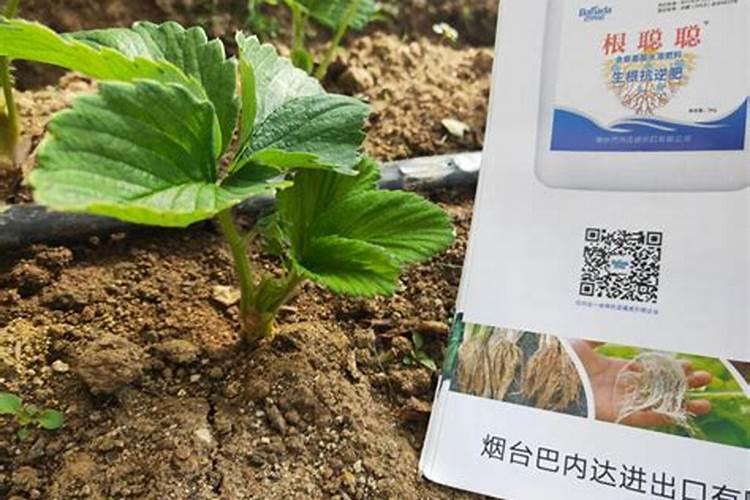 水溶肥的作用
