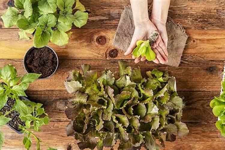 小麦年后追什么肥料好