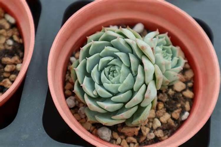 释迦果种植需要注意什么 释迦果生长条件