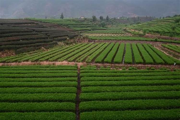 水溶肥在花椒上的效果