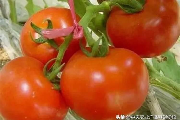 富贵籽的盆景养殖方法