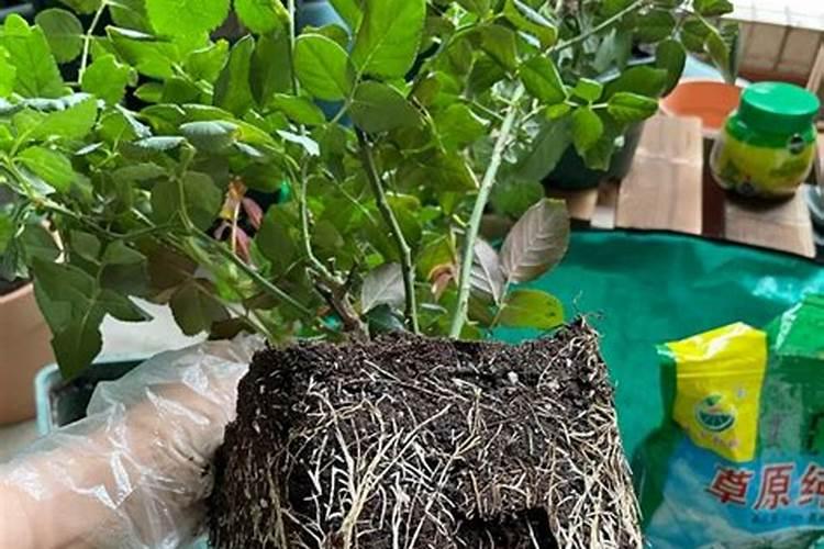 垂槐树小苗怎么施肥最好