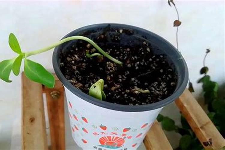 菜地怎么施肥 叶面肥在蔬菜的幼苗期