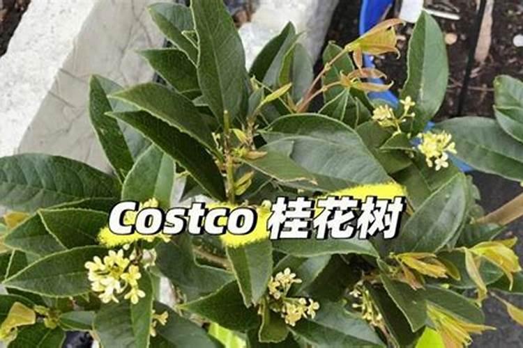 流体硼叶面肥作用