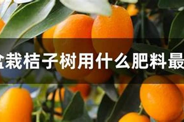桔子树使用什么肥料