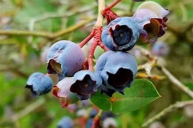 栀子花以什么肥为主