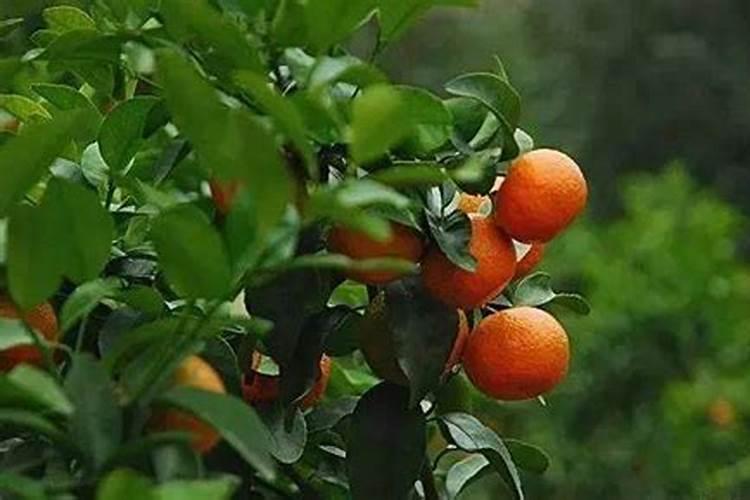 西红柿喷施含腐植酸水溶肥料过量怎么办？