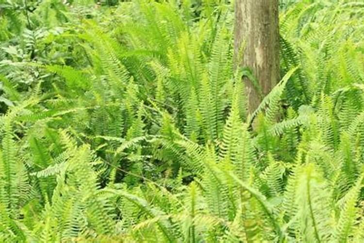 高产大姜施肥方法 姜如何施肥