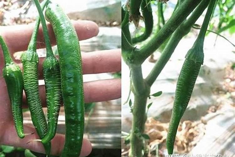 芸苔素内酯能和杀菌剂混用吗