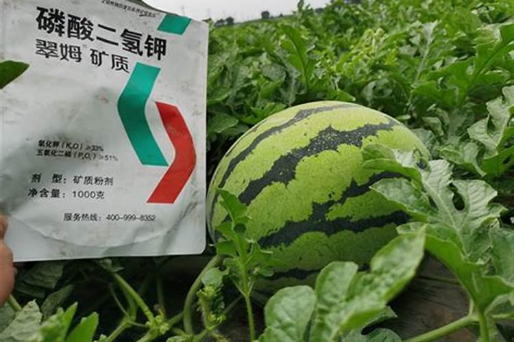 西瓜喷叶面肥造成肥害怎么办
