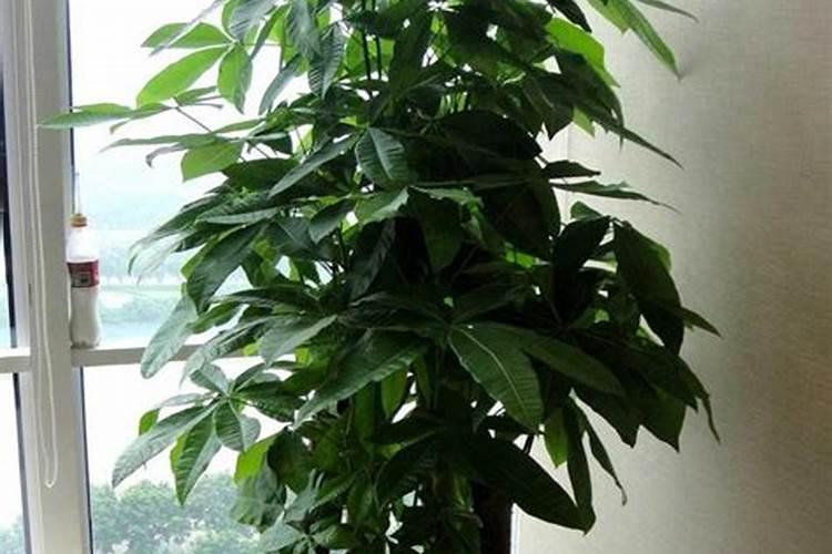 发财树施肥时间