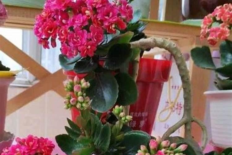 火龙果幼苗怎么施肥