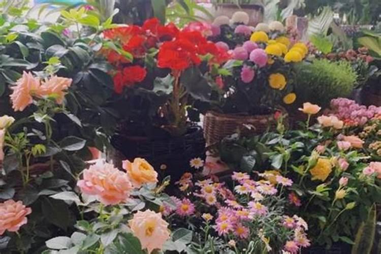 买花时送的生根粉、花肥是真的假的？能不能用？