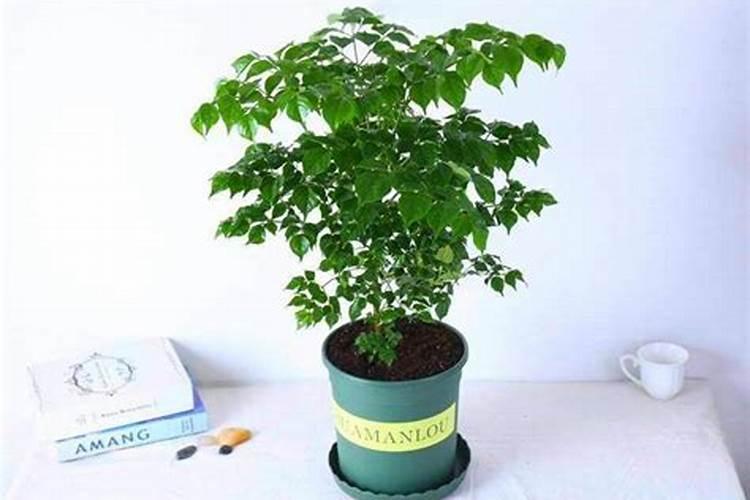 买花送的复合肥用多了可以吗,买花送的小袋复合肥怎么用