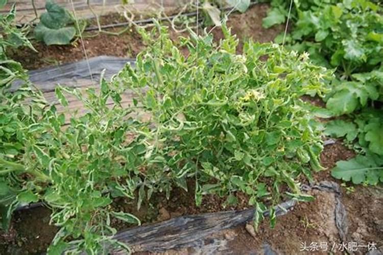 常见进口水溶肥品牌有哪些