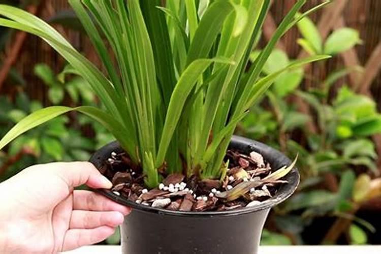 叶面肥在葡萄管理上非常重要,如何用才能够达到最好的效果？