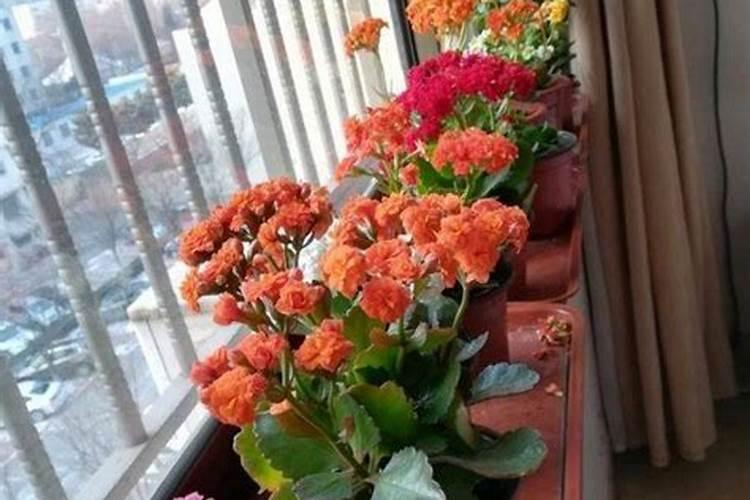 什么时候给杜鹃花喷施叶面肥比较合适
