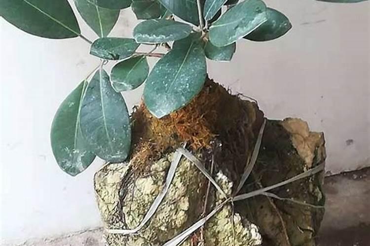 冬天需要给花施叶面肥吗