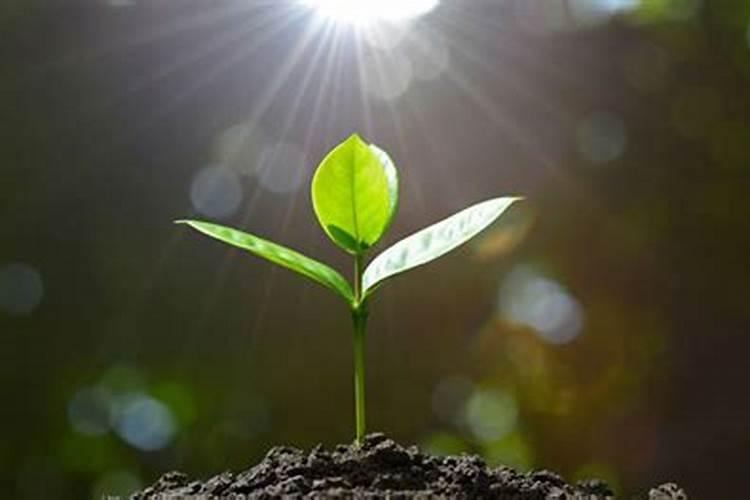 叶面肥浇花怎么使用