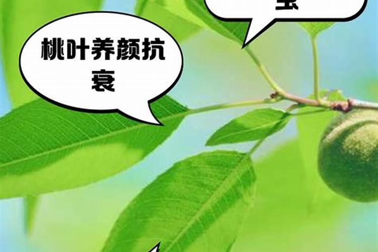 现在麦子长得高了怎么办？