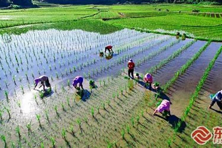 水稻栽完多久施肥